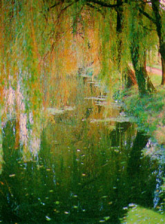reflection willows